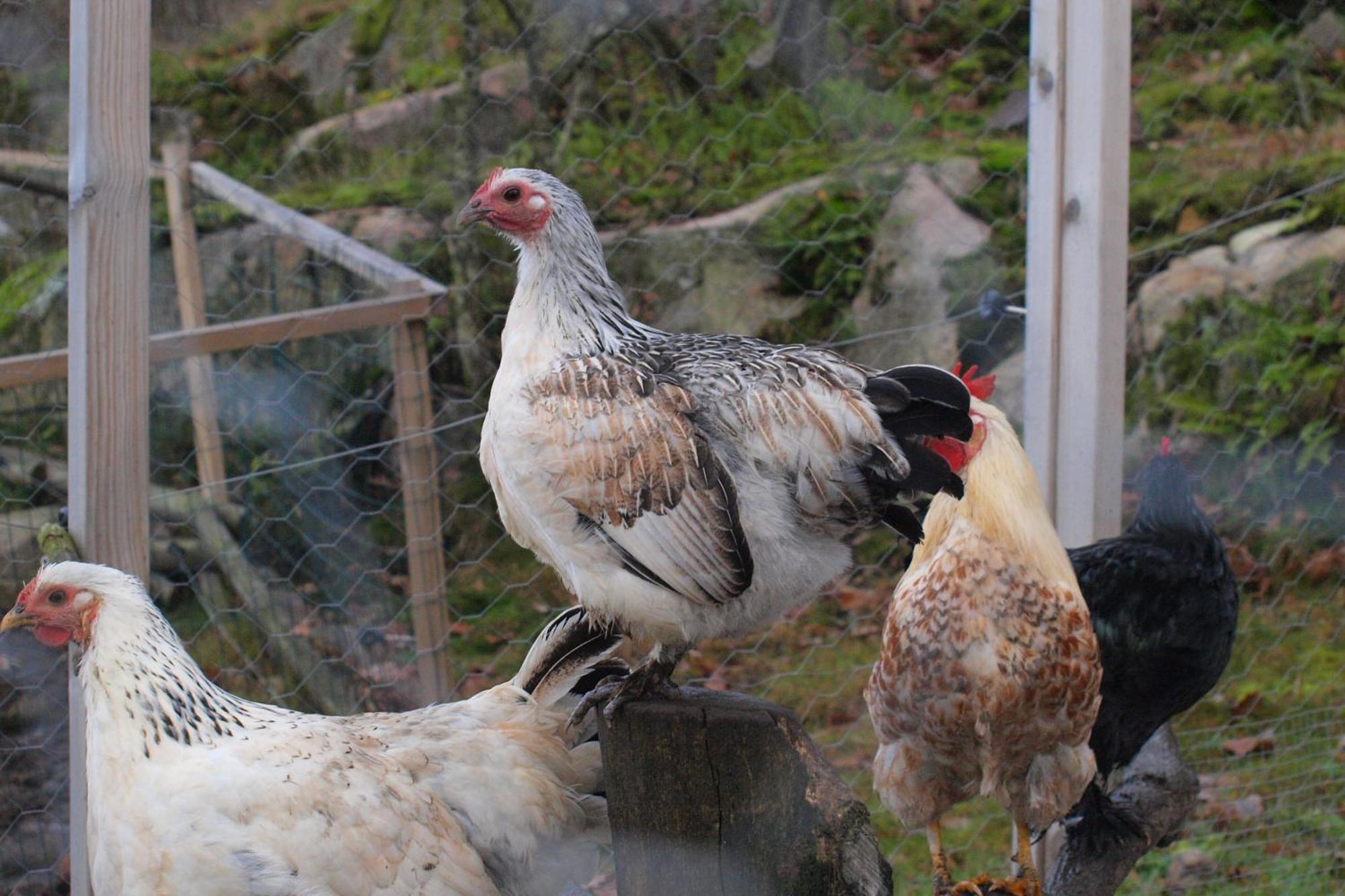 Toric Farmlodge Brastad Екстериор снимка